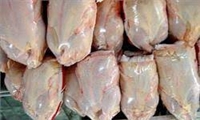 مرغ سایز در راستای ارتقای سلامت محصول روانه بازار می‌شود/ مصرف کمتر دارو و واکسن در مرغ سایز